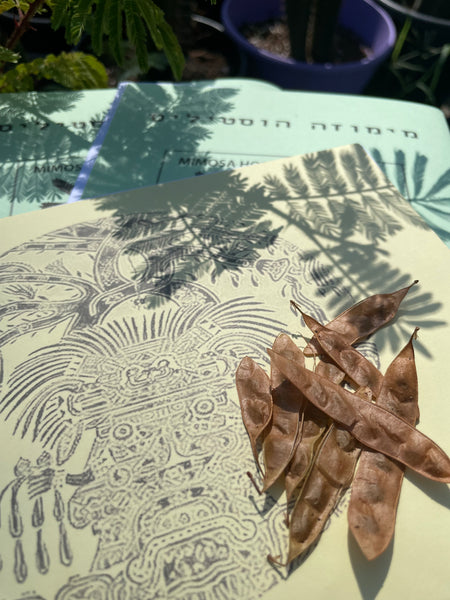 Botanical Journal: Mimosa Hostilis