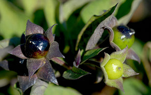 Atropa belladonna - the twilight of sleep and deadly nightshade 