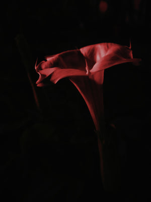 Datura and Grandmother Spider.