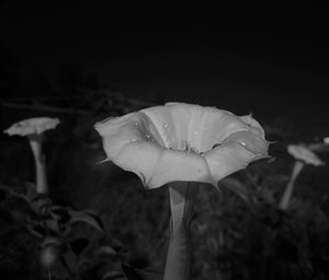 Datura stories among the Zuni tribe 