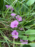 A case of climbing plants