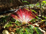 BOBINSANA TINCTURE-Calliandra angustifolia