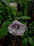 Datura Metel Oil