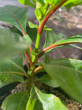 Uncaria Guianensis – Una de Gato (plant)